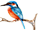 Eisvogel